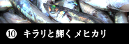 vol.10　キラリと輝く目 メヒカリ