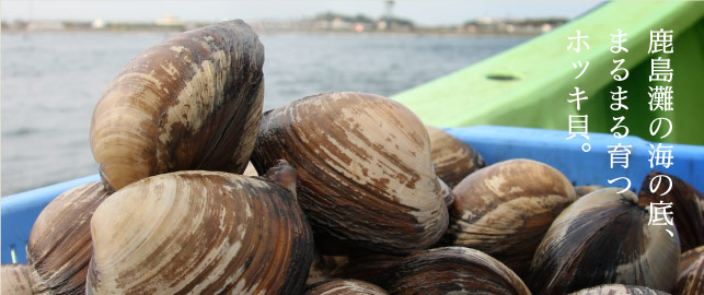 鹿島灘の海の底、まるまる育つホッキ貝。