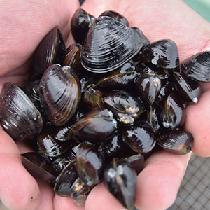涸沼やまとしじみ